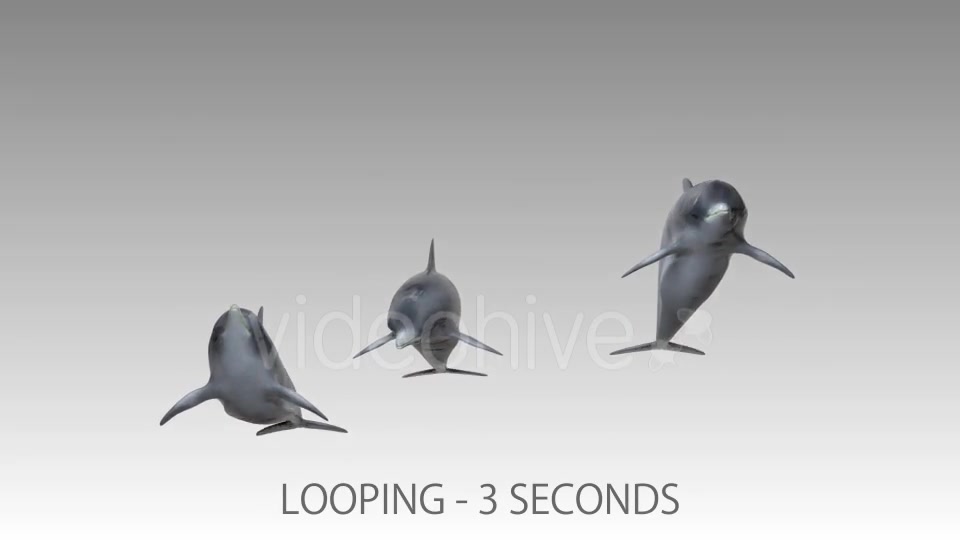 Dolphin Flock Pack Videohive 19885922 Motion Graphics Image 9