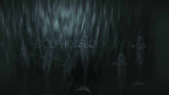 Dolphin Flock Pack - Download Videohive 19885922
