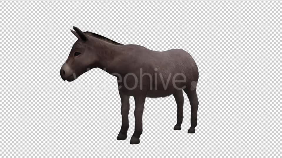 Donkey Looped Videohive 20704715 Motion Graphics Image 1