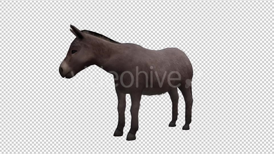 Donkey Looped Videohive 20704715 Motion Graphics Image 3