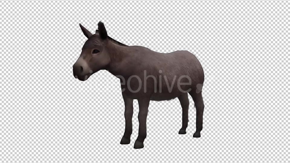 Donkey Looped Videohive 20704715 Motion Graphics Image 5