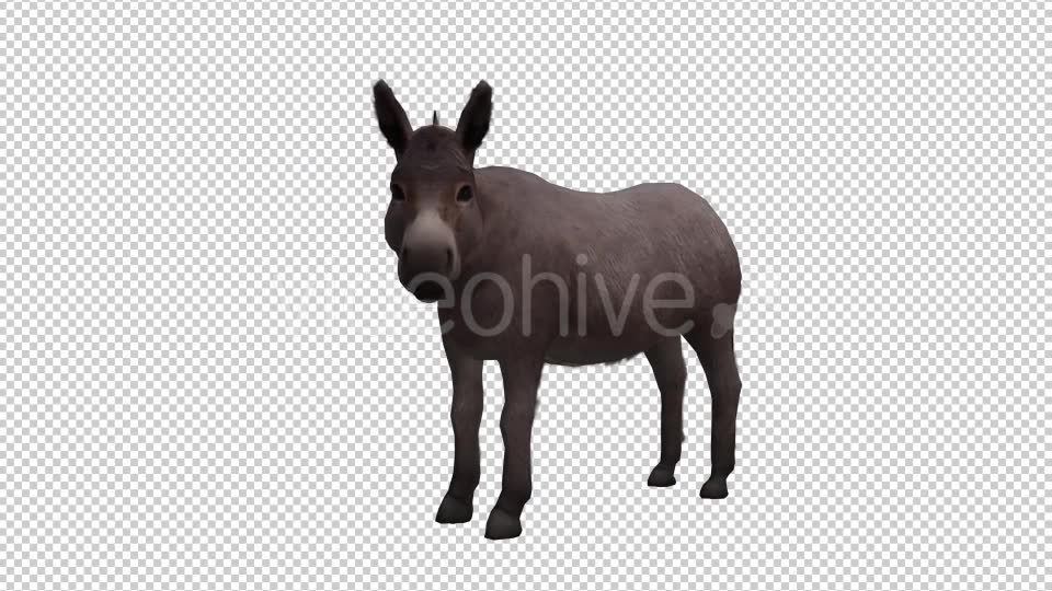 Donkey Looped Videohive 20704715 Motion Graphics Image 6