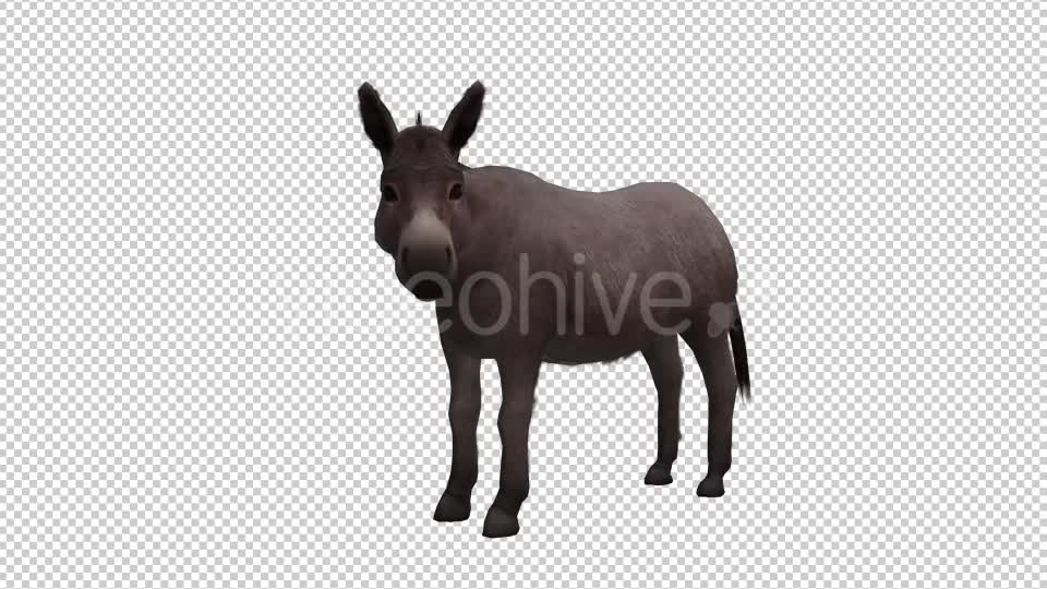 Donkey Looped Videohive 20704715 Motion Graphics Image 7