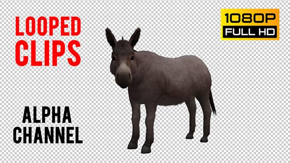 Donkey Looped - Download Videohive 20704715