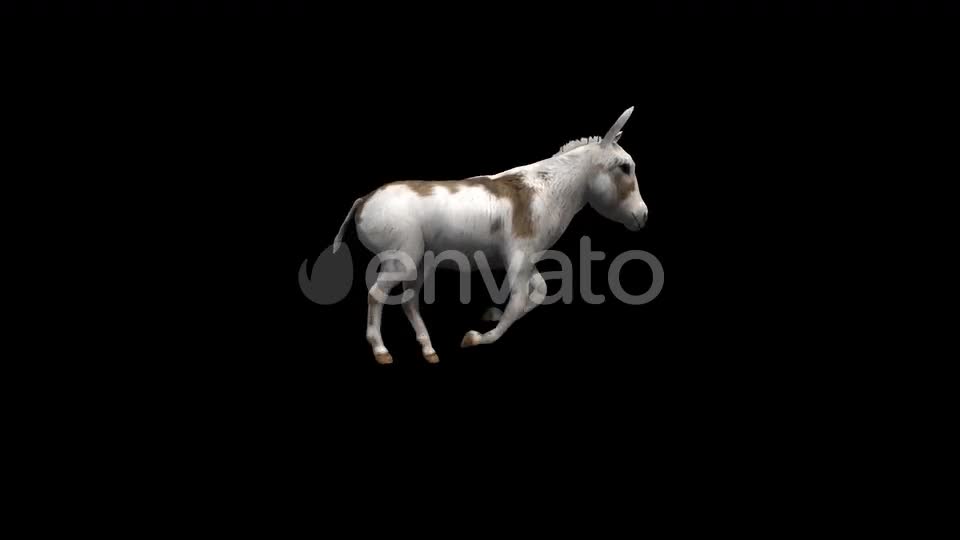 Donkey Run Transparent Alpha Loop Animation Videohive 22740243 Motion Graphics Image 1