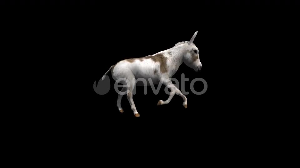 Donkey Run Transparent Alpha Loop Animation Videohive 22740243 Motion Graphics Image 2