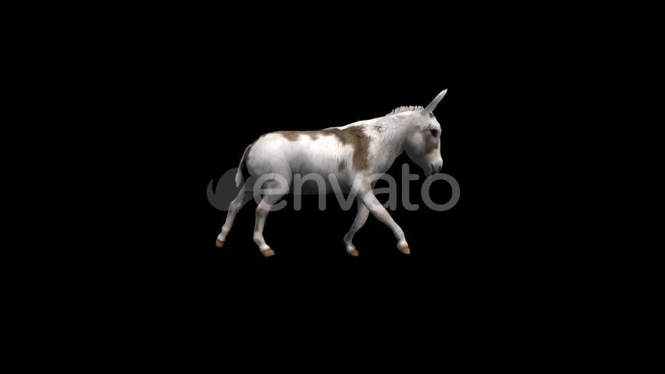 Donkey Run Transparent Alpha Loop Animation Videohive 22740243 Motion Graphics Image 3