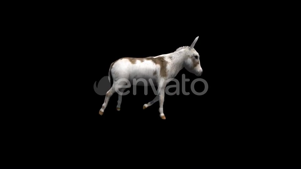 Donkey Run Transparent Alpha Loop Animation Videohive 22740243 Motion Graphics Image 4