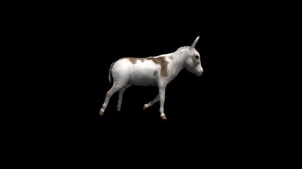 Donkey Run Transparent Alpha Loop Animation - Videohive Download 22740243