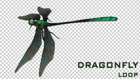 Dragonfly - Download 21098408 Videohive