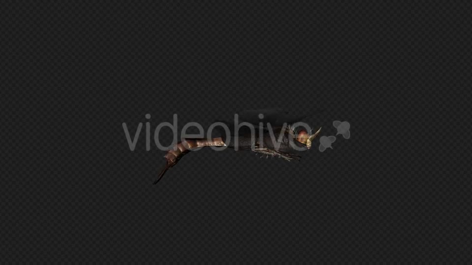 DragonFly Idle Pack04 4 In 1 Videohive 20042625 Motion Graphics Image 1