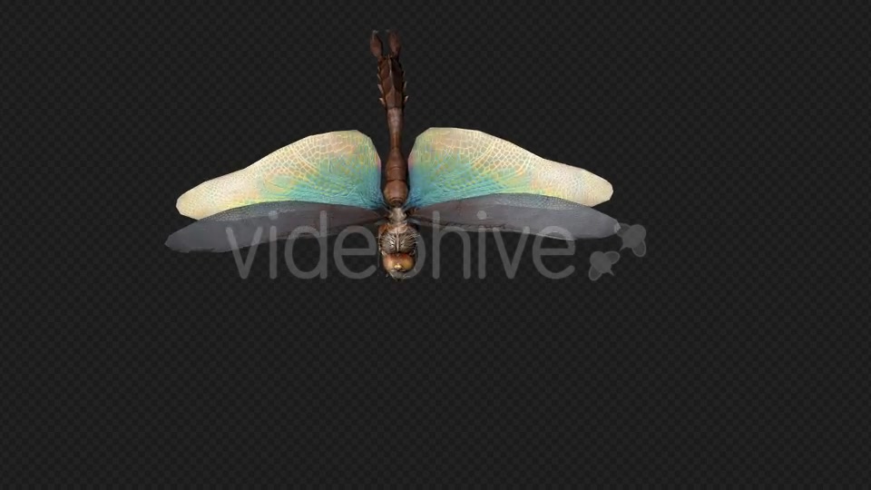 DragonFly Idle Pack04 4 In 1 Videohive 20042625 Motion Graphics Image 10