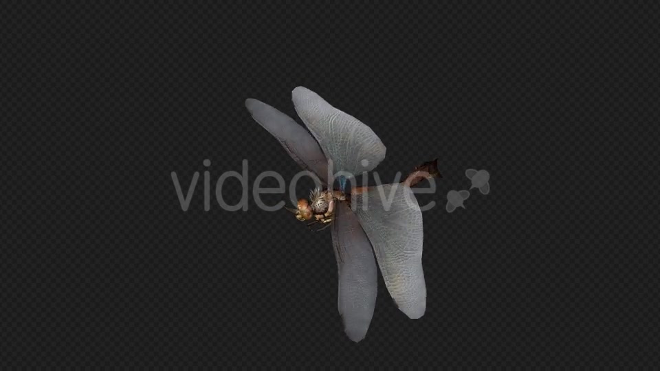 DragonFly Idle Pack04 4 In 1 Videohive 20042625 Motion Graphics Image 11