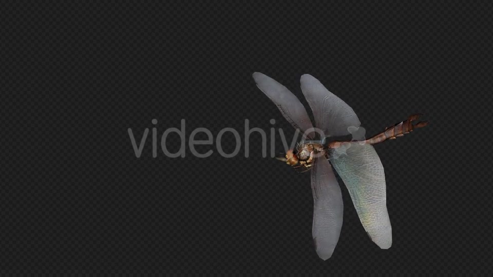 DragonFly Idle Pack04 4 In 1 Videohive 20042625 Motion Graphics Image 12