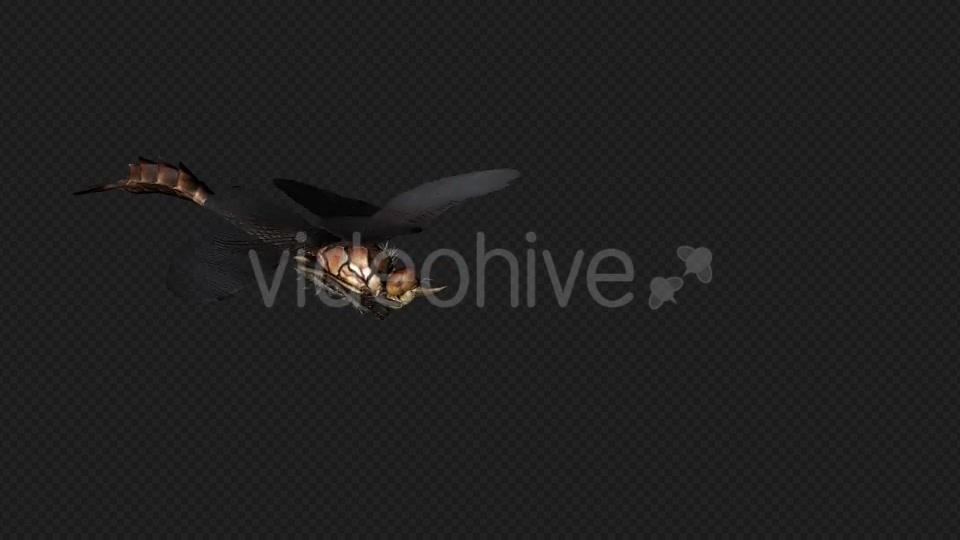 DragonFly Idle Pack04 4 In 1 Videohive 20042625 Motion Graphics Image 3