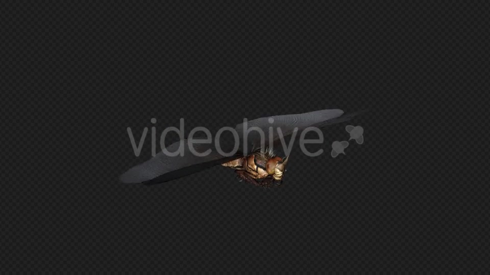 DragonFly Idle Pack04 4 In 1 Videohive 20042625 Motion Graphics Image 4