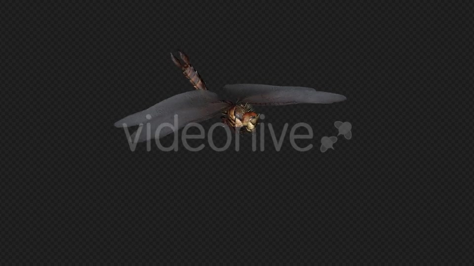 DragonFly Idle Pack04 4 In 1 Videohive 20042625 Motion Graphics Image 5