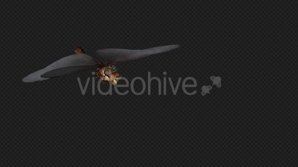 DragonFly Idle Pack04 4 In 1 Videohive 20042625 Motion Graphics Image 6