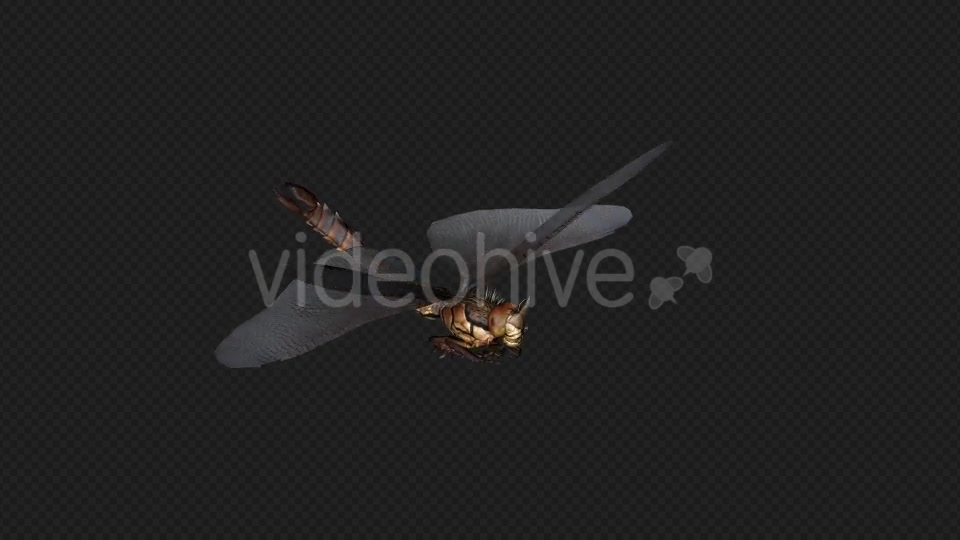 DragonFly Idle Pack04 4 In 1 Videohive 20042625 Motion Graphics Image 7