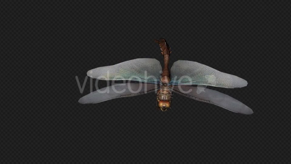 DragonFly Idle Pack04 4 In 1 Videohive 20042625 Motion Graphics Image 8