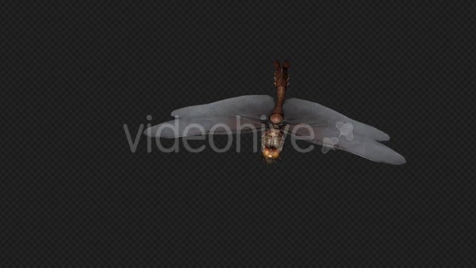 DragonFly Idle Pack04 4 In 1 Videohive 20042625 Motion Graphics Image 9