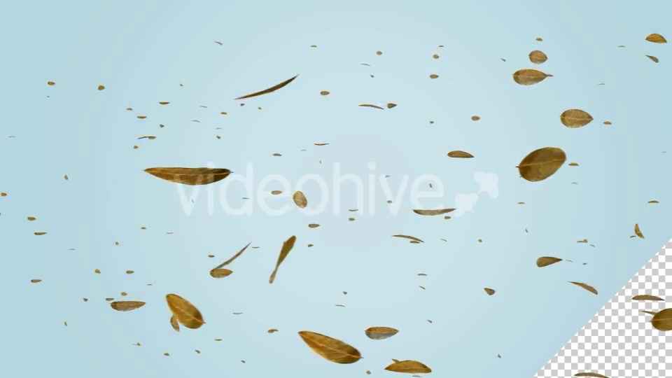 Dry Leaf Falling Videohive 20583331 Motion Graphics Image 10