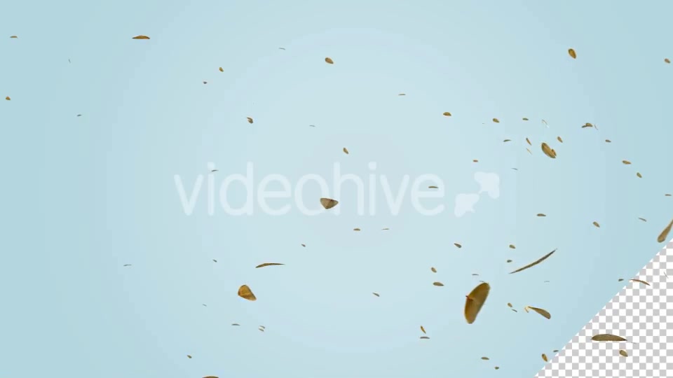 Dry Leaf Falling Videohive 20583331 Motion Graphics Image 11