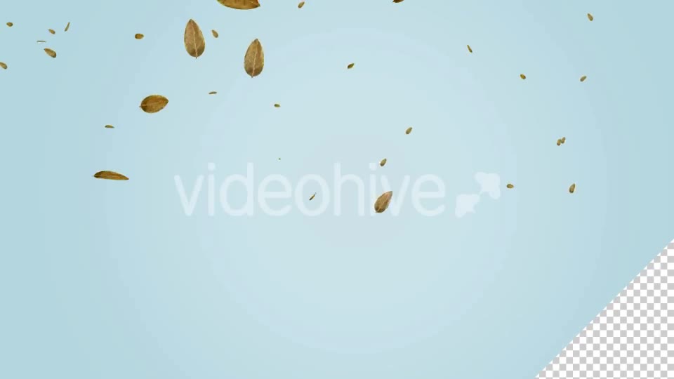 Dry Leaf Falling Videohive 20583331 Motion Graphics Image 2