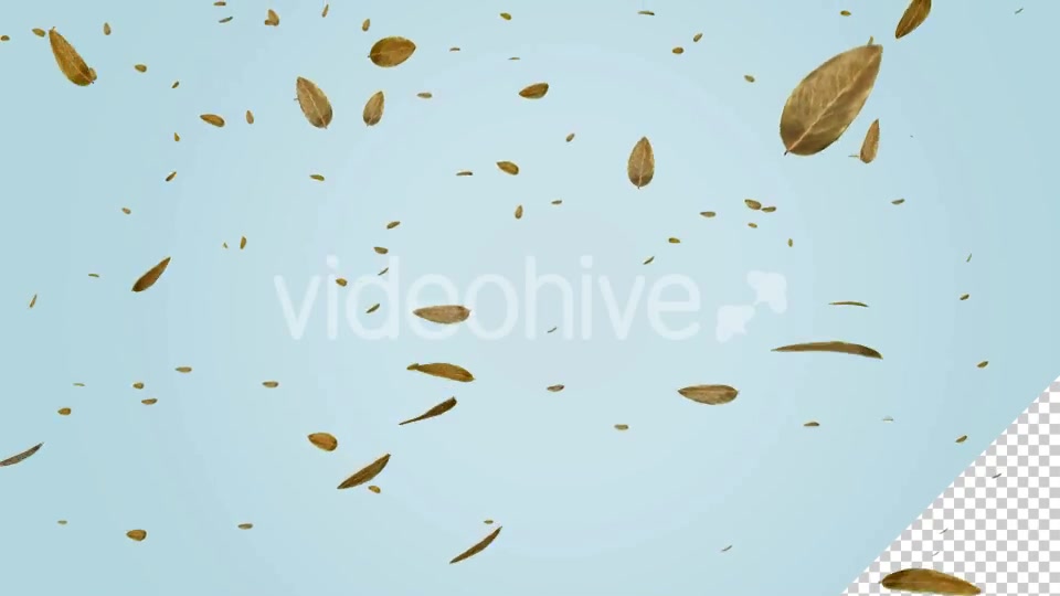 Dry Leaf Falling Videohive 20583331 Motion Graphics Image 3