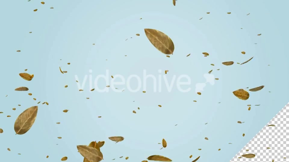 Dry Leaf Falling Videohive 20583331 Motion Graphics Image 4