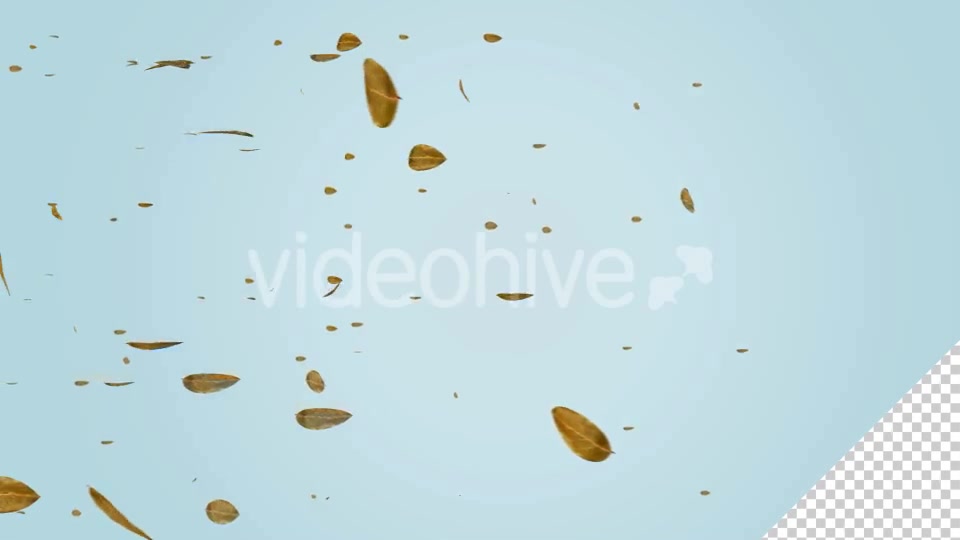 Dry Leaf Falling Videohive 20583331 Motion Graphics Image 9