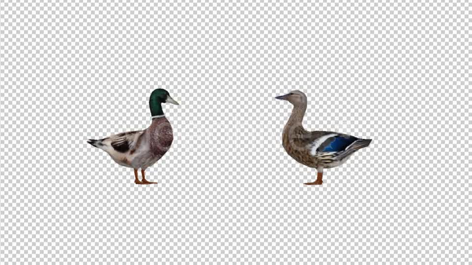 Duck Family Videohive 19847542 Motion Graphics Image 1