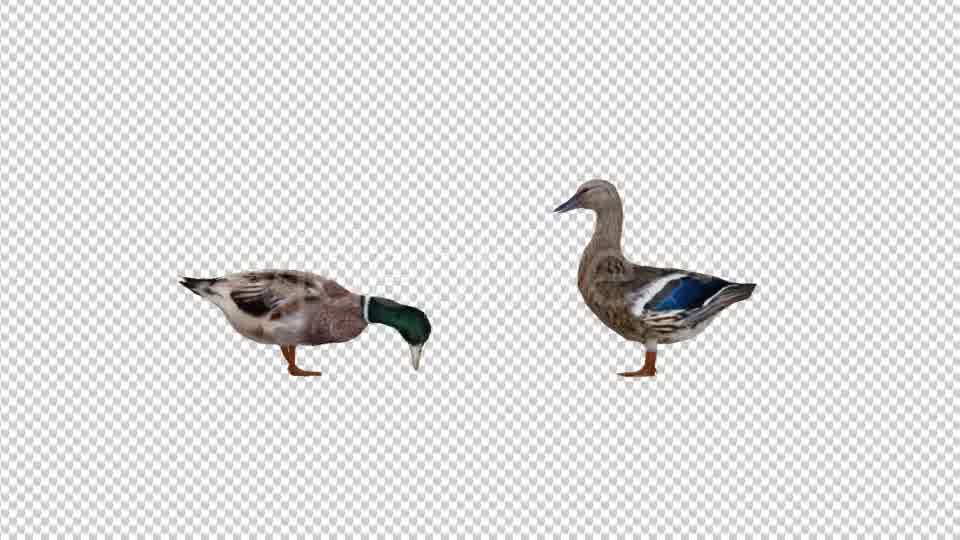 Duck Family Videohive 19847542 Motion Graphics Image 10