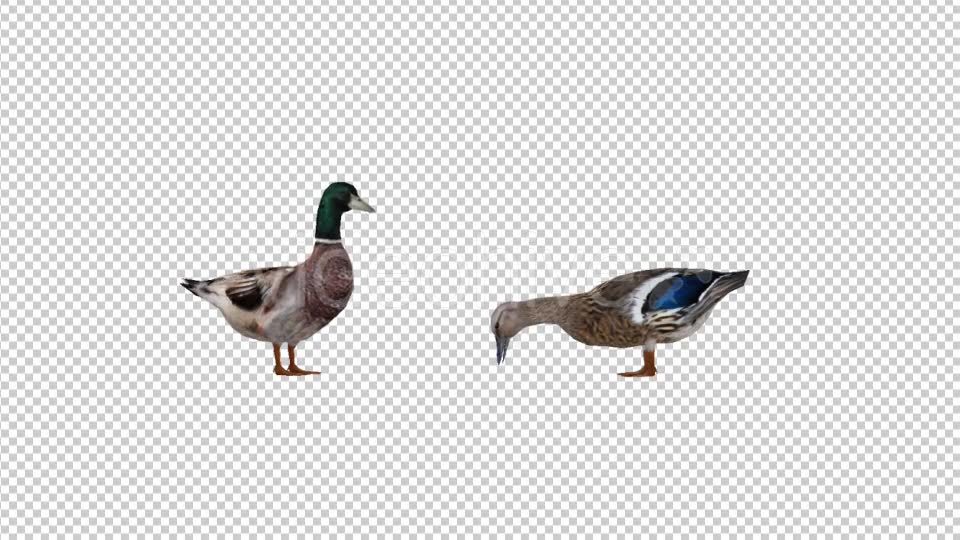 Duck Family Videohive 19847542 Motion Graphics Image 2