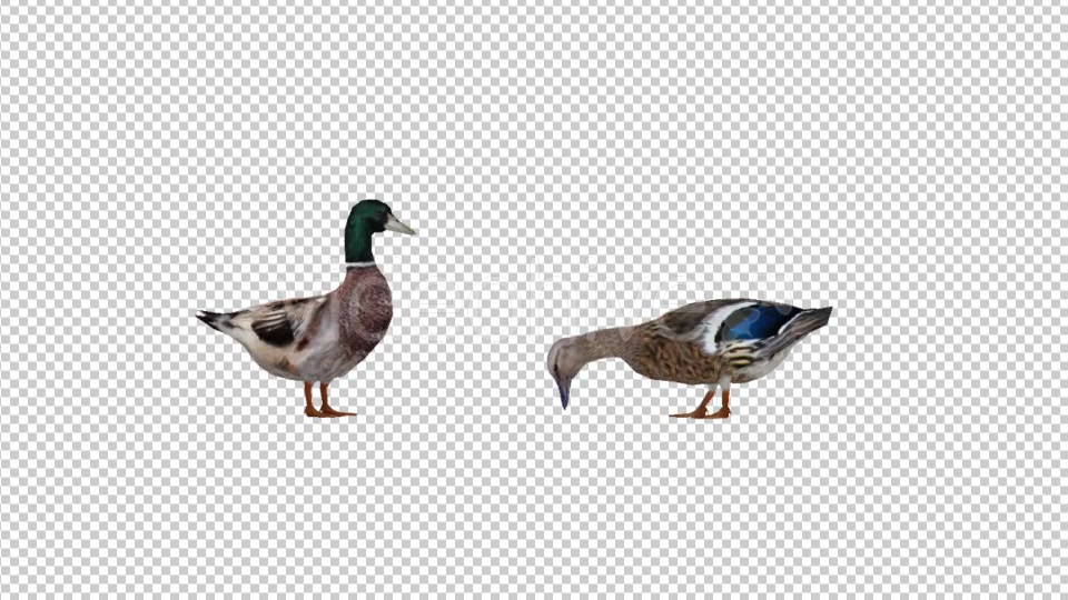 Duck Family Videohive 19847542 Motion Graphics Image 4