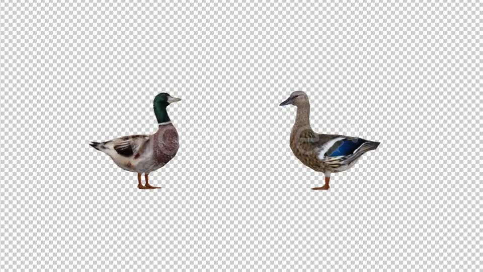 Duck Family Videohive 19847542 Motion Graphics Image 6