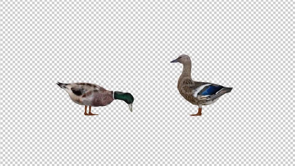 Duck Family Videohive 19847542 Motion Graphics Image 7