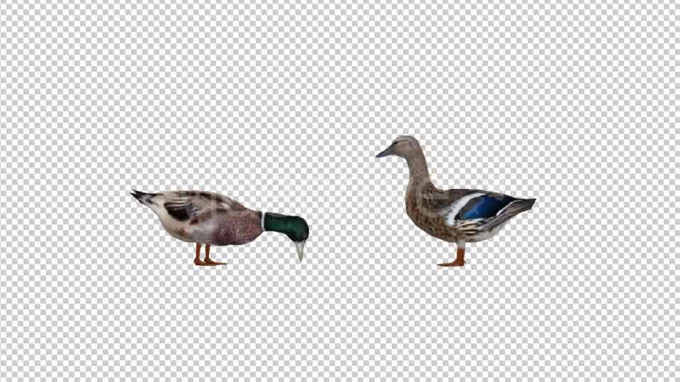 Duck Family Videohive 19847542 Motion Graphics Image 8