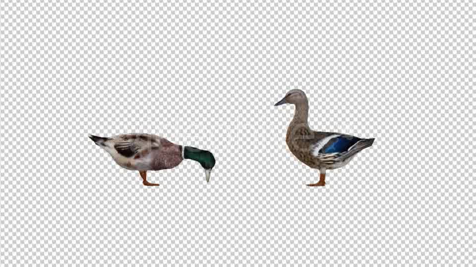 Duck Family Videohive 19847542 Motion Graphics Image 9