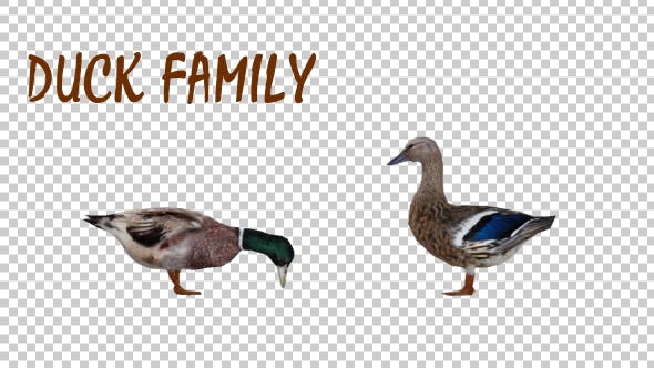 Duck Family - Download 19847542 Videohive
