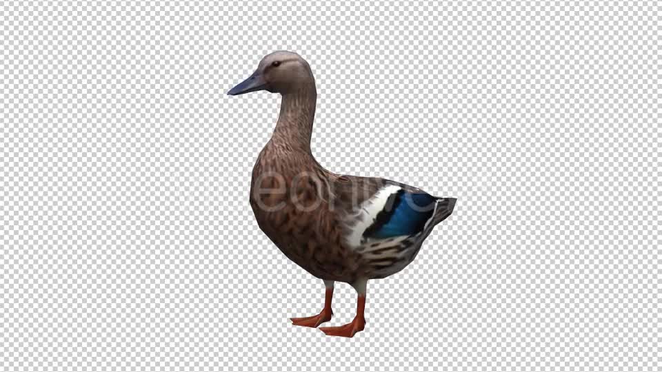 Duck Looped 3 Videohive 20663402 Motion Graphics Image 1
