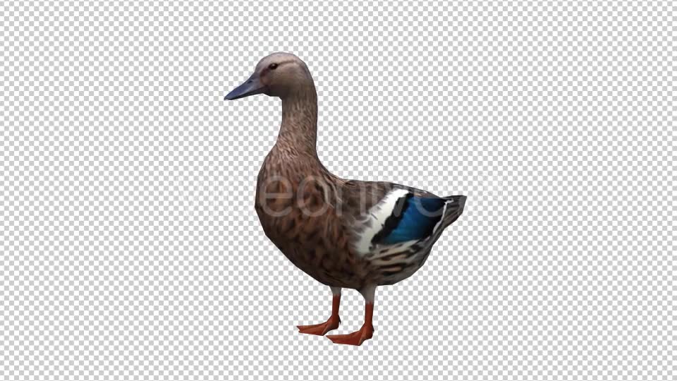 Duck Looped 3 Videohive 20663402 Motion Graphics Image 6
