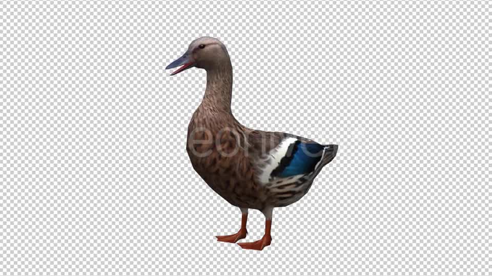 Duck Looped 3 Videohive 20663402 Motion Graphics Image 7