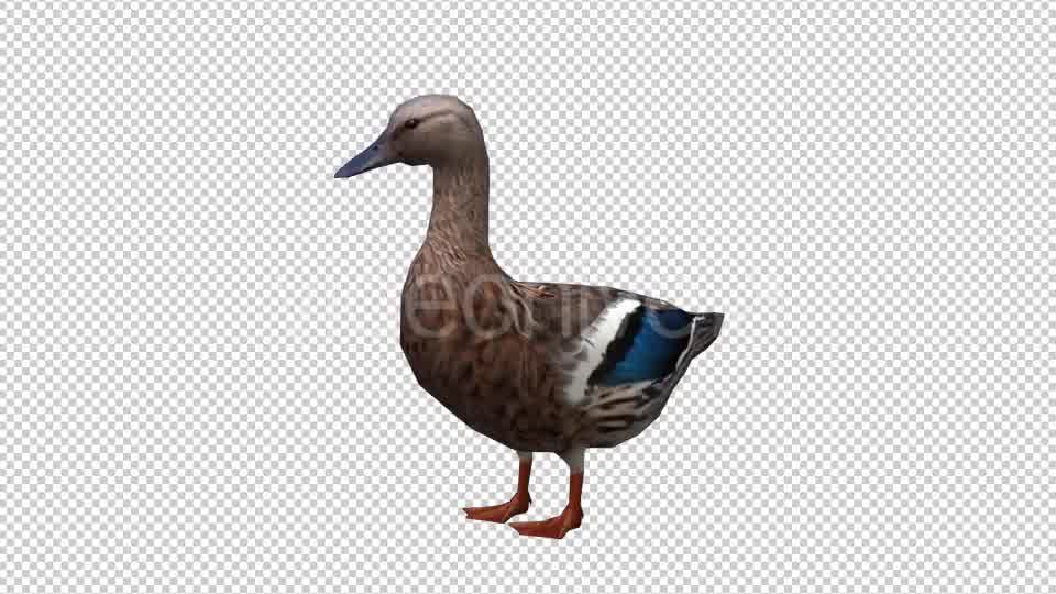 Duck Looped 3 Videohive 20663402 Motion Graphics Image 9