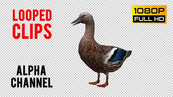 Duck Looped 3 - Videohive Download 20663402