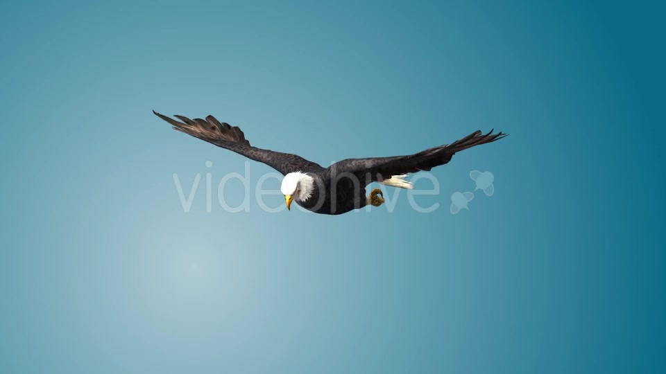 Eagle 01 Videohive 19255476 Motion Graphics Image 5