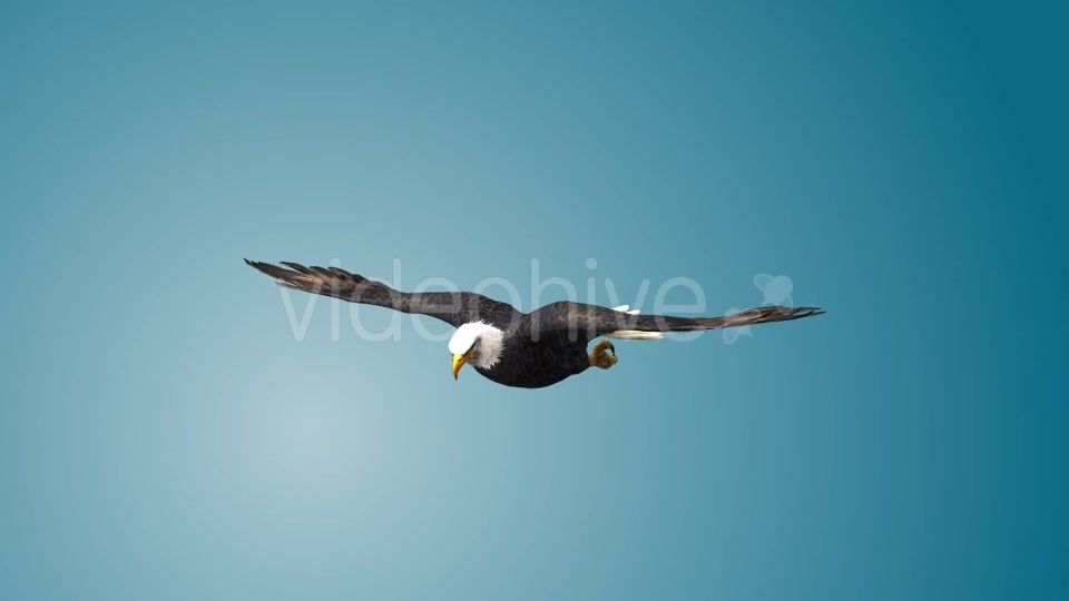 Eagle 01 Videohive 19255476 Motion Graphics Image 7