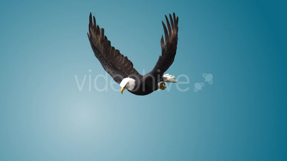Eagle 01 Videohive 19255476 Motion Graphics Image 8