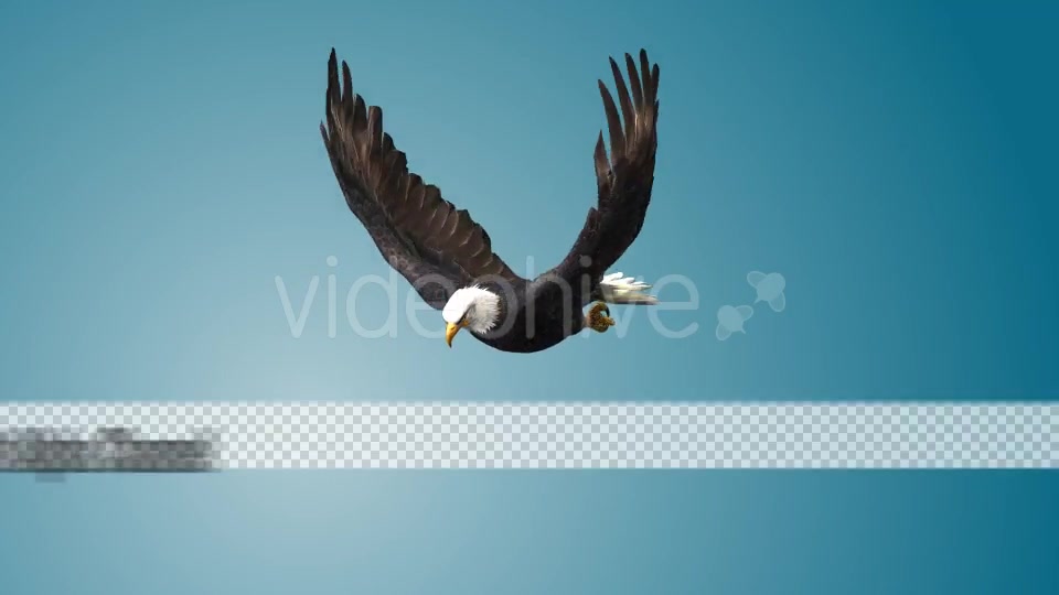 Eagle 01 Videohive 19255476 Motion Graphics Image 9