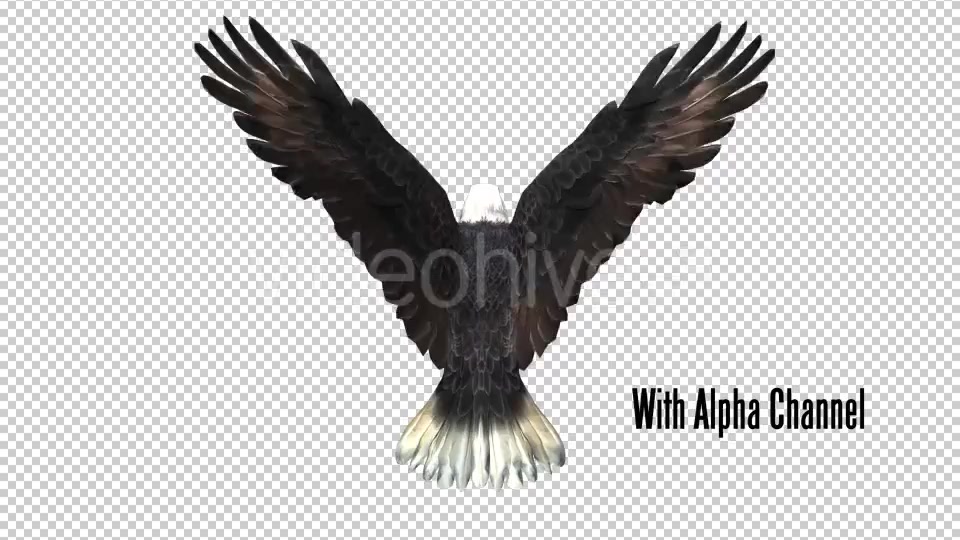 Eagle 03 Videohive 19255541 Motion Graphics Image 10